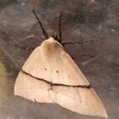 Gastrophora henricaria at Borough, NSW - suppressed