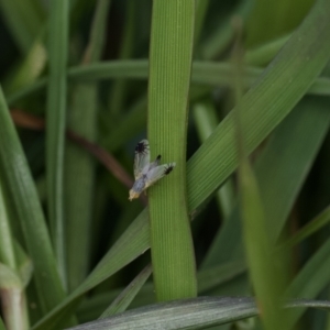 Trupanea (genus) at Murrumbateman, NSW - 15 Sep 2023