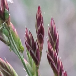 Festuca arundinacea at Bruce, ACT - 15 Sep 2023