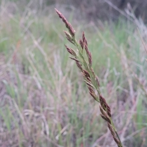 Festuca arundinacea at Bruce, ACT - 15 Sep 2023