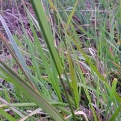 Festuca arundinacea at Bruce, ACT - 15 Sep 2023