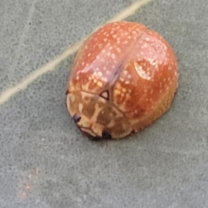 Paropsis variolosa at Bruce, ACT - 15 Sep 2023