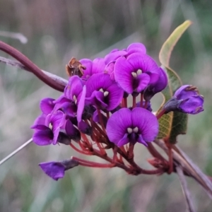 Hardenbergia violacea at Bruce, ACT - 15 Sep 2023