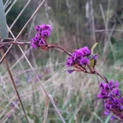 Hardenbergia violacea at Bruce, ACT - 15 Sep 2023