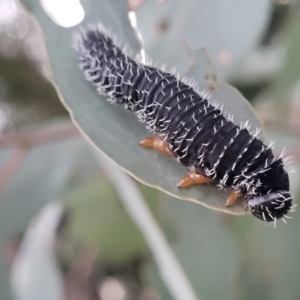 Perga sp. (genus) at Bruce, ACT - 15 Sep 2023 05:58 PM