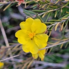 Hibbertia calycina (Lesser Guinea-flower) at Flea Bog Flat, Bruce - 15 Sep 2023 by trevorpreston