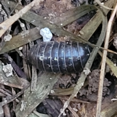 Armadillidium vulgare (Slater bug, woodlouse, pill bug, roley poley) at Flea Bog Flat, Bruce - 15 Sep 2023 by trevorpreston