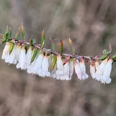 Leucopogon fletcheri subsp. brevisepalus (Twin Flower Beard-Heath) at Aranda, ACT - 15 Sep 2023 by trevorpreston