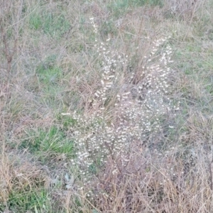 Leucopogon fletcheri subsp. brevisepalus at Aranda, ACT - 15 Sep 2023