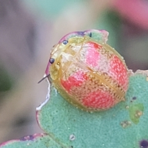 Paropsisterna fastidiosa at Aranda, ACT - 15 Sep 2023 05:47 PM