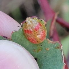 Paropsisterna fastidiosa at Aranda, ACT - 15 Sep 2023 05:47 PM