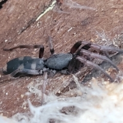 Lampona cylindrata (White-tailed Spider) at Flea Bog Flat, Bruce - 15 Sep 2023 by trevorpreston