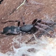 Lampona cylindrata (White-tailed Spider) at Bruce Ridge to Gossan Hill - 15 Sep 2023 by trevorpreston