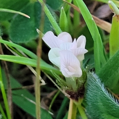 Trifolium subterraneum (Subterranean Clover) at Flea Bog Flat, Bruce - 15 Sep 2023 by trevorpreston