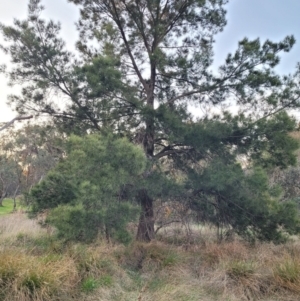 Casuarina cunninghamiana subsp. cunninghamiana at Bruce, ACT - 15 Sep 2023 05:44 PM