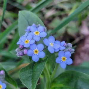 Myosotis laxa subsp. caespitosa at Bruce, ACT - 15 Sep 2023