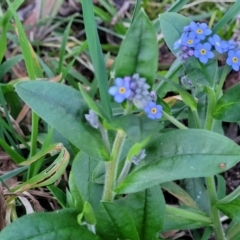 Myosotis laxa subsp. caespitosa at Bruce, ACT - 15 Sep 2023 05:42 PM