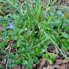 Myosotis laxa subsp. caespitosa at Bruce, ACT - 15 Sep 2023 05:42 PM