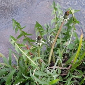 Taraxacum sect. Taraxacum at Bruce, ACT - 15 Sep 2023