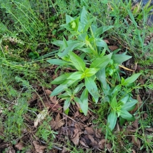 Centranthus ruber at Bruce, ACT - 15 Sep 2023 05:41 PM