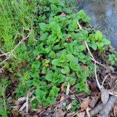 Melissa officinalis at Bruce, ACT - 15 Sep 2023 05:41 PM