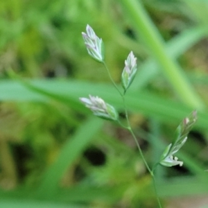 Poa annua at Bruce, ACT - 15 Sep 2023 05:40 PM