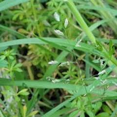 Poa annua at Bruce, ACT - 15 Sep 2023 05:40 PM