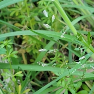 Poa annua at Bruce, ACT - 15 Sep 2023 05:40 PM