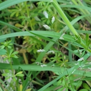 Poa annua at Bruce, ACT - 15 Sep 2023 05:40 PM