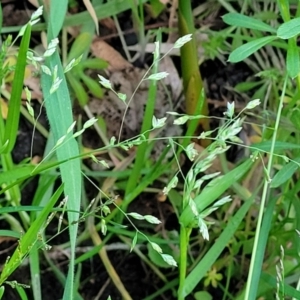 Poa annua at Bruce, ACT - 15 Sep 2023 05:40 PM