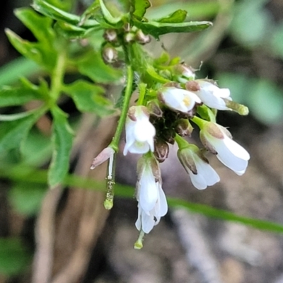 Cardamine hirsuta (Common Bittercress, Hairy Woodcress) at Flea Bog Flat, Bruce - 15 Sep 2023 by trevorpreston