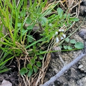 Cardamine hirsuta at Bruce, ACT - 15 Sep 2023