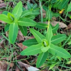 Euphorbia oblongata (Egg-leaf Spurge) at Bruce, ACT - 15 Sep 2023 by trevorpreston