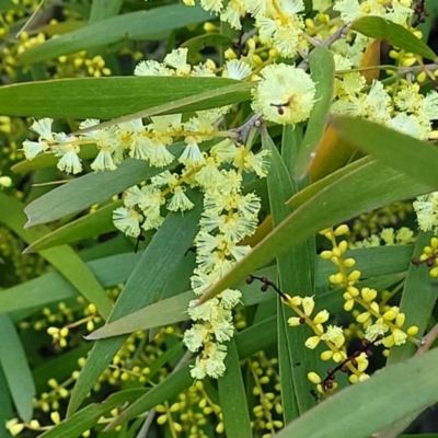Acacia floribunda (White Sally Wattle, Gossamer Wattle) at Flea Bog Flat, Bruce - 15 Sep 2023 by trevorpreston