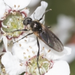 Bibio imitator (Garden maggot) at Hawker, ACT - 27 Nov 2022 by AlisonMilton