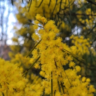 Acacia boormanii (Snowy River Wattle) at Bruce Ridge to Gossan Hill - 15 Sep 2023 by trevorpreston