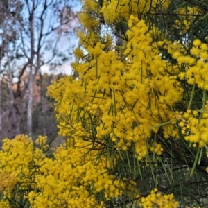 Acacia boormanii at Bruce, ACT - 15 Sep 2023