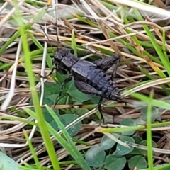 Bobilla kindyerra at Flea Bog Flat, Bruce - 15 Sep 2023 by trevorpreston