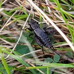 Bobilla kindyerra at Flea Bog Flat, Bruce - 15 Sep 2023 05:29 PM