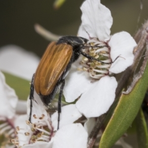 Phyllotocus rufipennis at Hawker, ACT - 27 Nov 2022