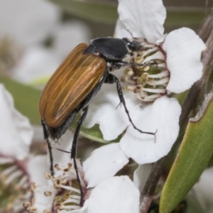 Phyllotocus rufipennis at Hawker, ACT - 27 Nov 2022