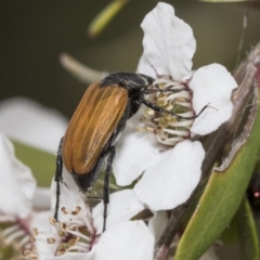 Phyllotocus rufipennis at Hawker, ACT - 27 Nov 2022 11:48 AM