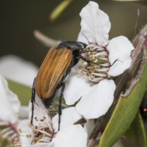 Phyllotocus rufipennis at Hawker, ACT - 27 Nov 2022