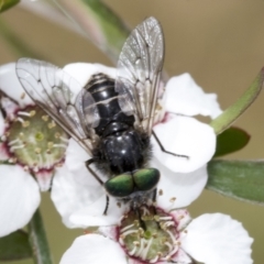 Dasybasis sp. (genus) (A march fly) at Hawker, ACT - 27 Nov 2022 by AlisonMilton