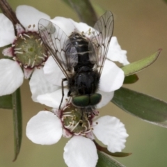 Dasybasis sp. (genus) at Hawker, ACT - 27 Nov 2022