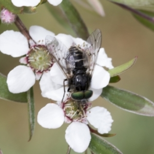 Dasybasis sp. (genus) at Hawker, ACT - 27 Nov 2022