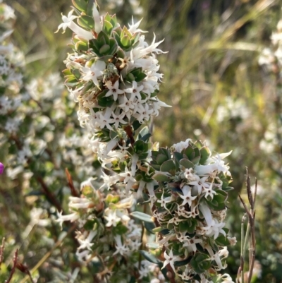 Brachyloma daphnoides (Daphne Heath) at Mallacoota, VIC - 12 Sep 2023 by AnneG1