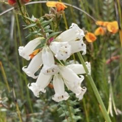 Epacris impressa (Common Heath) at Mallacoota, VIC - 12 Sep 2023 by AnneG1