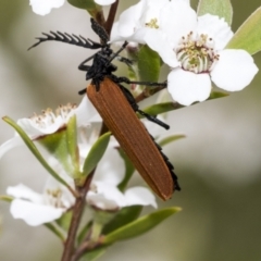 Porrostoma rhipidium at Hawker, ACT - 27 Nov 2022