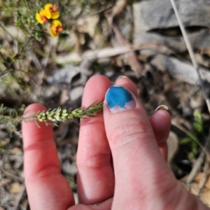 Dillwynia sericea at Carwoola, NSW - 15 Sep 2023 12:17 PM